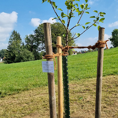 Apfelbaum mit Berechtigungsschild der 2.Klasse zur Ernte