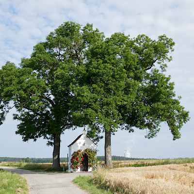 Baum mit Kapelle bei Gerzen, Sportplatzstraße - Pelzgarten